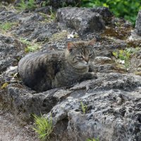 *** :: Наталья Герасимова