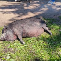 Фунтик отдыхает. :: Ольга 