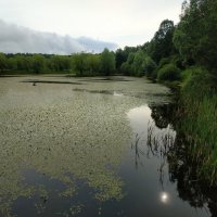 Июнь в Лосином острове :: Андрей Лукьянов Июнь в Лосином острове :: Андрей Лукьянов