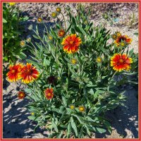 Цветы :: Анатолий Чикчирный Цветы :: Анатолий Чикчирный