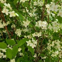 Лето, ах лето! :: Галина Минчук Лето, ах лето! :: Галина Минчук