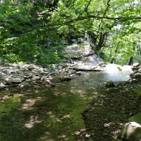 В лесу недалеко от Геленджика :: Андрей Л. В.