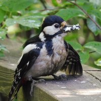 Самка БПД :: Лина Самка БПД :: Лина