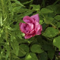 Розовая  роза :: Валентин Семчишин