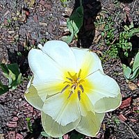 Цвет весны. :: Владимир Драгунский