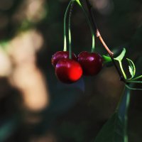 Вишенки :: Юрий Гайворонскiий