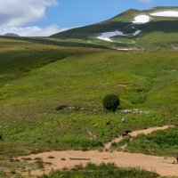 Плато Лаго-Наки :: Игорь Сикорский