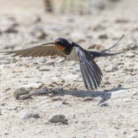 ласточка деревенская :: юрий макаров ласточка деревенская :: юрий макаров