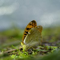 Бабочка :: Эдуард Куклин