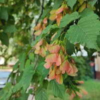 ,,, :: Сергей Тимоновский