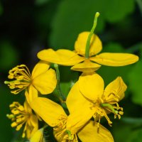 Чистотел :: Светлана SvetNika17