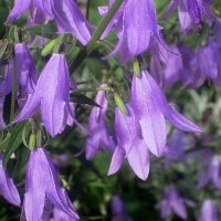 Колокольчики :: Елена Семигина