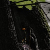 в гнезде :: Michel 