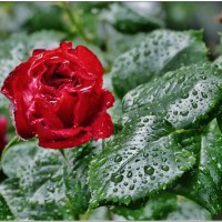 УМЫТАЯ ДОЖДЁМ... :: Elvira E. 