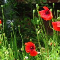 Маки :: Андрей Снегерёв Маки :: Андрей Снегерёв