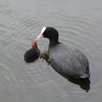 Кормление :: Рита Симонова