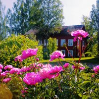 Пионы :: Сергей Кочнев