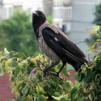 Серая ворона :: Татьяна Львова