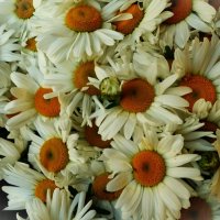 Жёлтые глазки-белые рубашки.. :: Aida10 Жёлтые глазки-белые рубашки.. :: Aida10