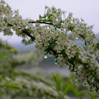 После дождя. :: Михаил Колосов 