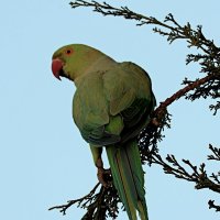 Моя модель :: Аркадий Басович