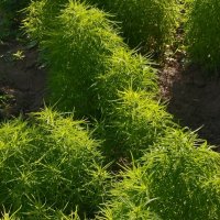 Talgar. :: Murat Bukaev 