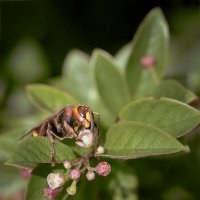 Шершень :: Эдуард Куклин