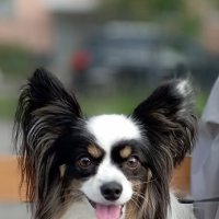 Папийон :: Николай Папийон :: Николай