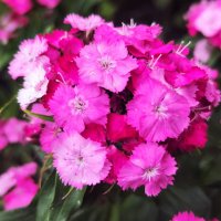 Гвоздика турецкая :: Алексей Архипов