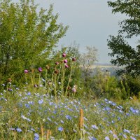 Уютная, цветочная, степная полянка... :: Надежда Куркина 