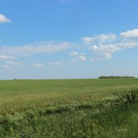 У поля. :: Виктор 