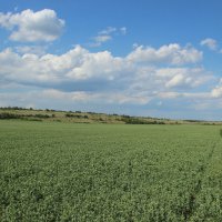 Начало лета :: Виктор 