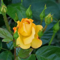 Золотая красавица с детками :: Светлана 