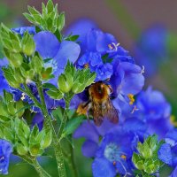 Обед на синюхе :: Светлана 