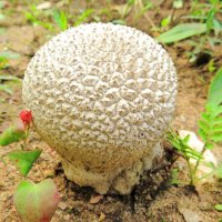 Дождевик :: Андрей Снегерёв