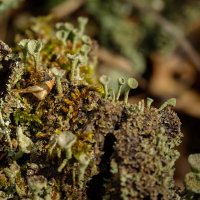 Поселение кладонии... :: Николай Гирш Поселение кладонии... :: Николай Гирш