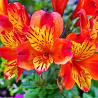 *** :: Witalij Loewin