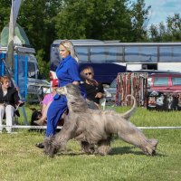 Афганская борзая :: Анатолий Шумилин