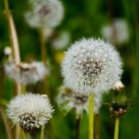 одуванчик) :: Елена Кордумова