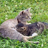 Любимчик :: Валерий Судачок