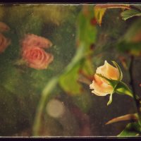 ..... :: Руслан ..... :: Руслан