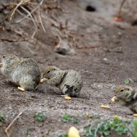 На троих сообразили... :: Александр Кондаков