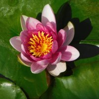 Кувшинки на озере Нижний Кабан :: Наиля 