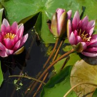 Букет из кувшинок :: Наиля 