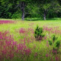 Лето расцветает красками... :: Владимир Шошин Лето расцветает красками... :: Владимир Шошин