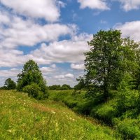 Подмосковный июнь :: Андрей Дворников