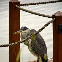 Серая цапля :: Леонид Иванчук Серая цапля :: Леонид Иванчук