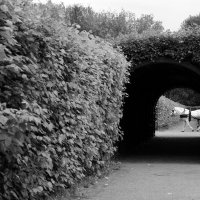 Лошадка :: Dar(k) Life