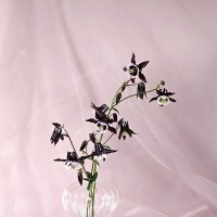 Компаньоны. :: Галина Левина