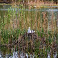Чайка на гнезде. :: Александр Леонов